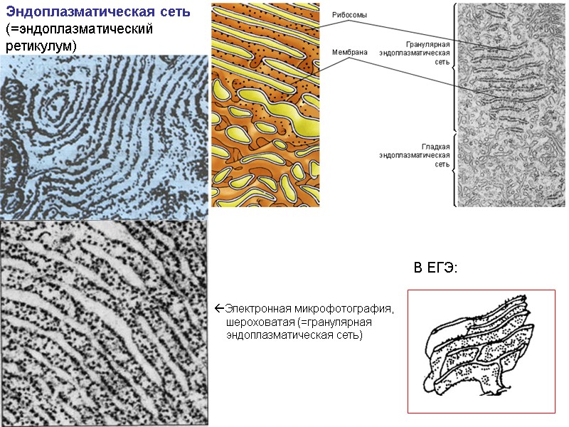 Эндоплазматическая сеть (=эндоплазматический  ретикулум) В ЕГЭ: Электронная микрофотография,     шероховатая